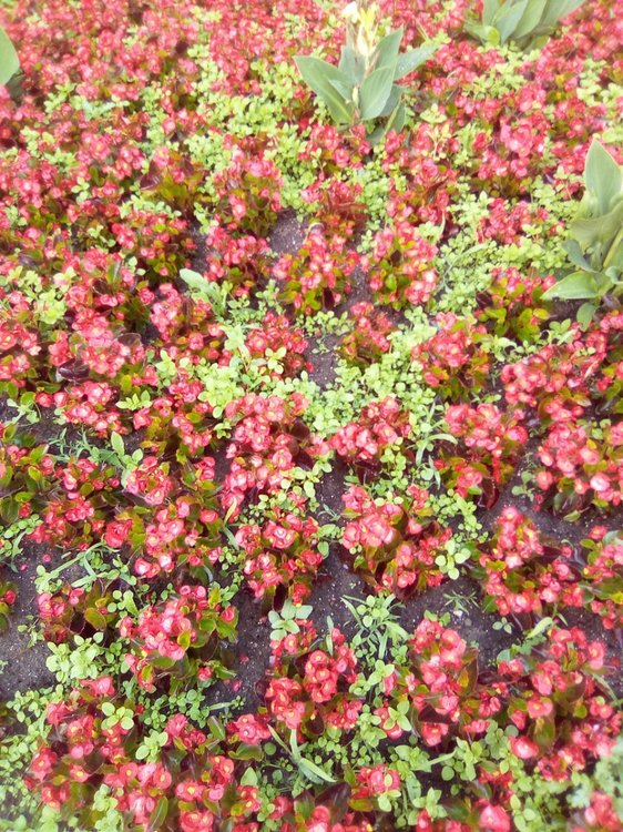 IMG_20200620_101138 (2).jpg