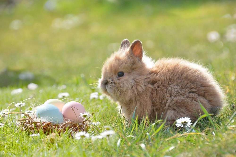 easter-2197043.jpg