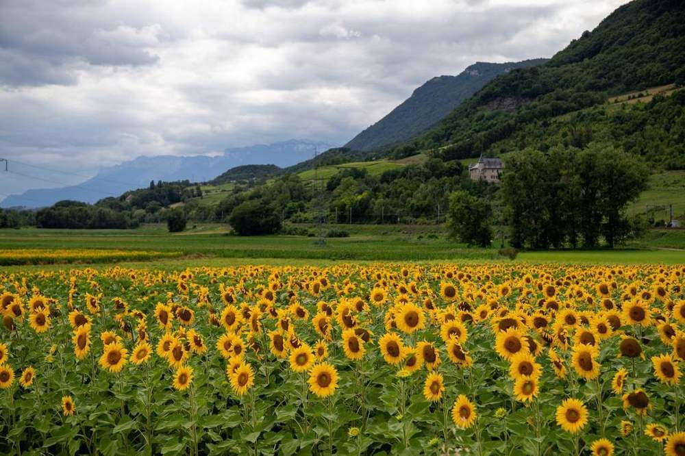 sunflowers-5369844.thumb.jpg.9830d64304ab958047e2bb78a4042d67.jpg
