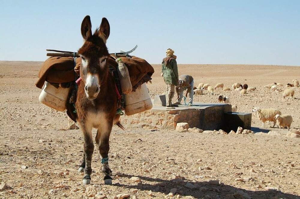 donkey-534906.thumb.jpg.e2012231611c9959fd77726ee131778e.jpg