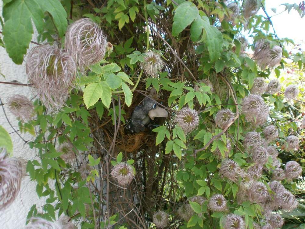 hinterm Haus 011.JPG