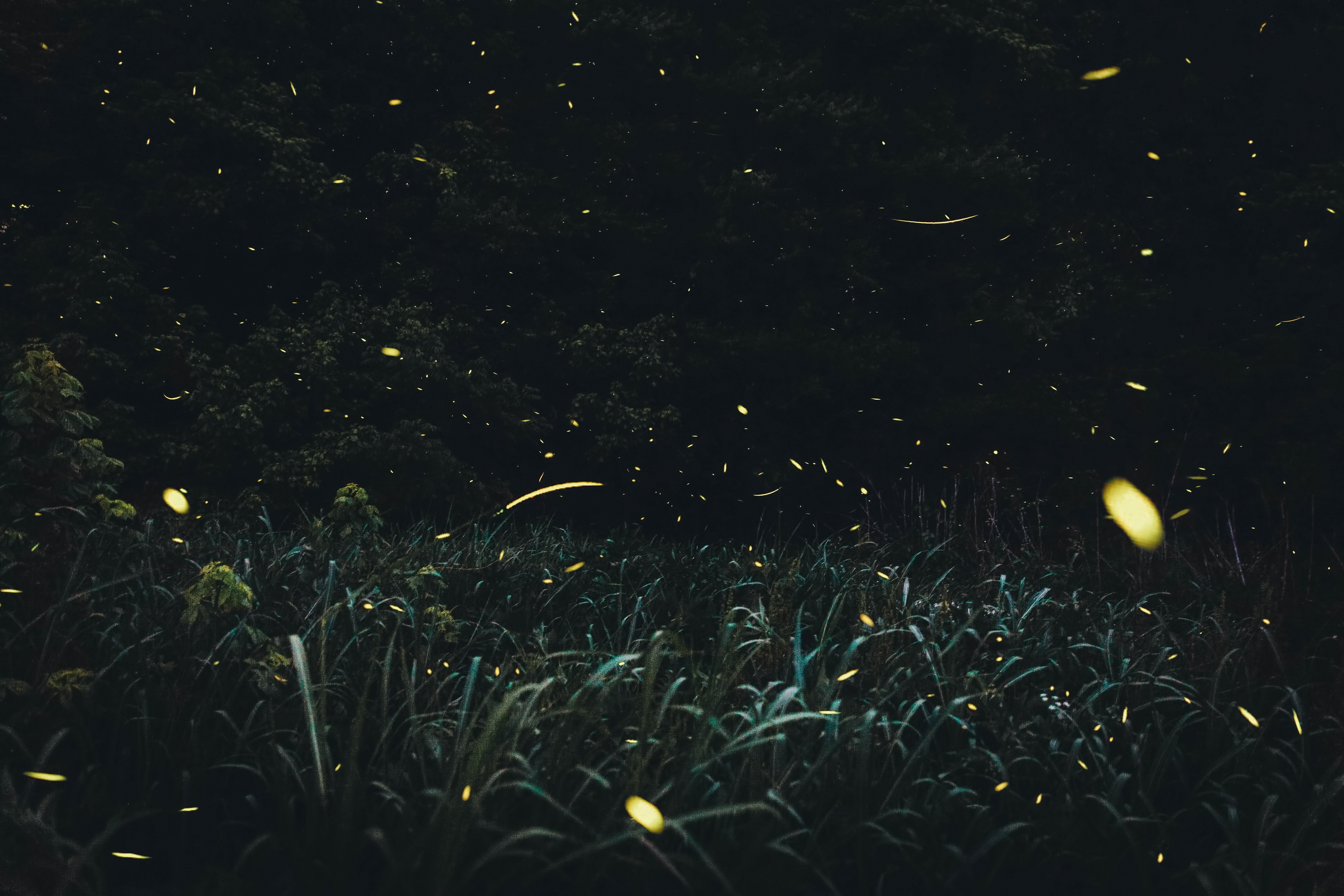 Die Wälder des Dionysos